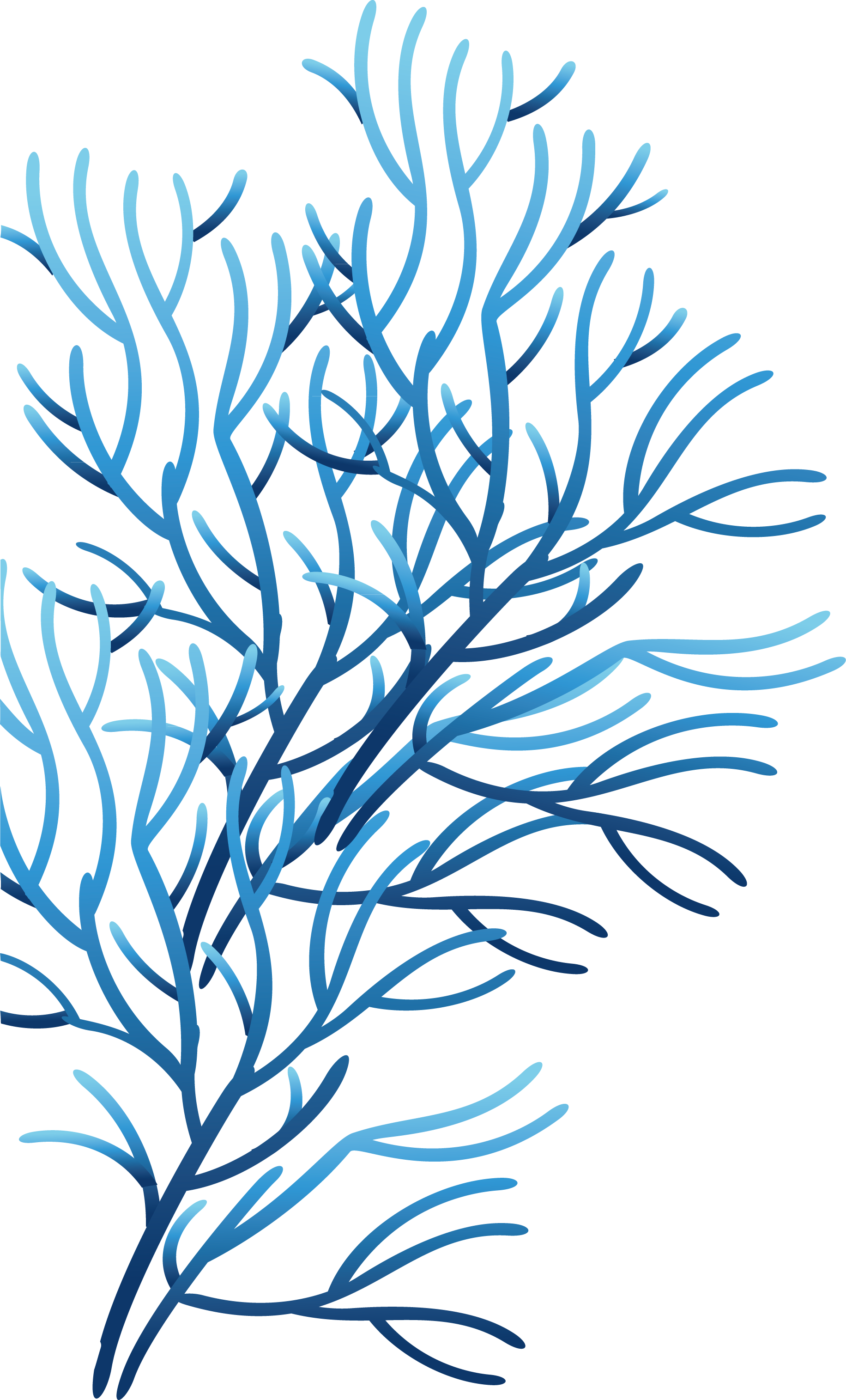 Coral Sea Clip Art - Coral (1832x3030)
