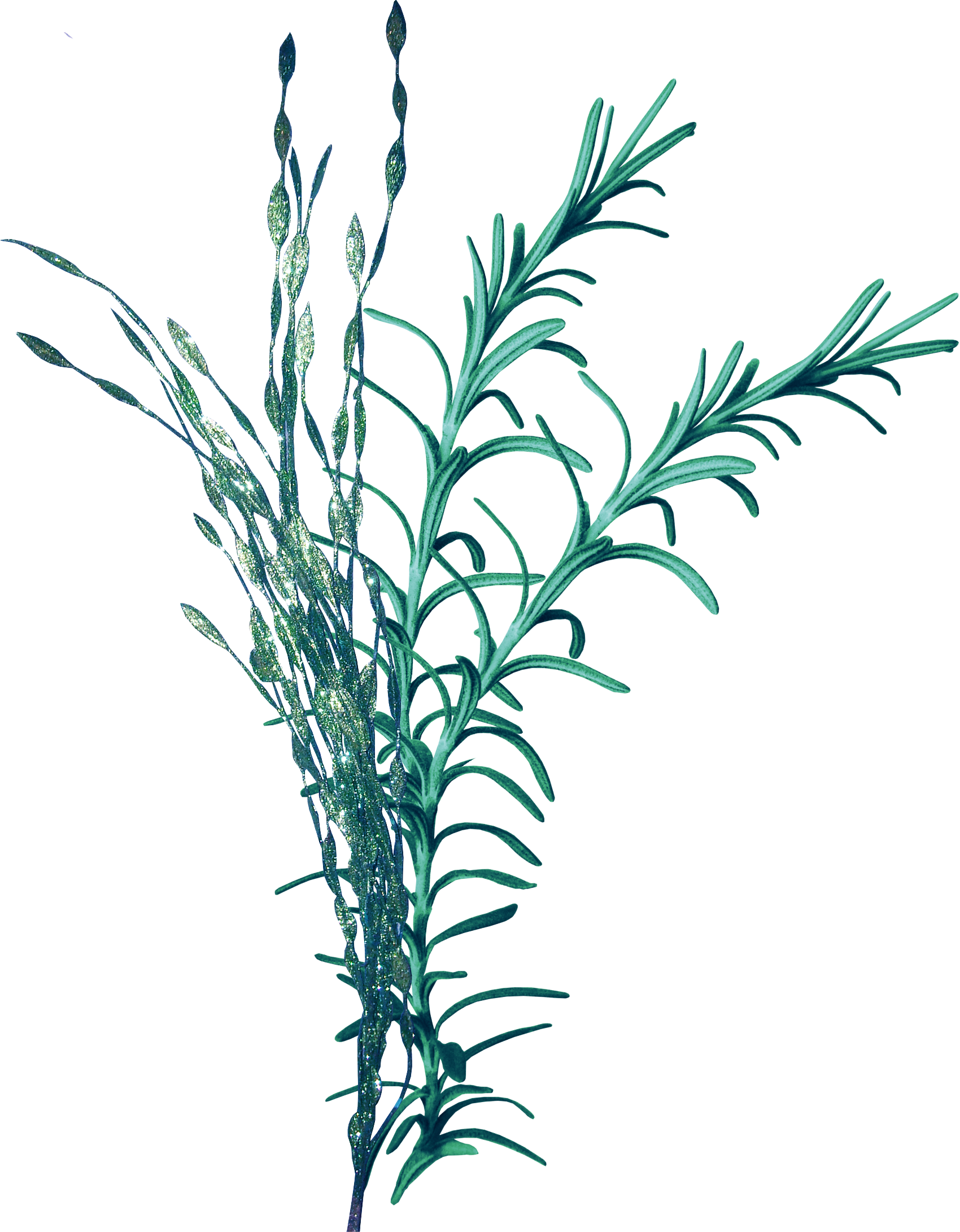 Seagrass Seaweed Clip Art - Водоросли Пнг (1700x2180)