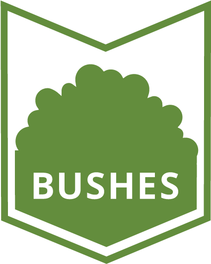 A Lot Like Your Grass, The First Spring Pruning Of - Alappuzha (513x601)