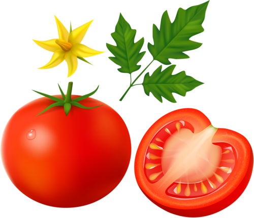 Tomato Clipart Friut - Tomato Png (500x431)