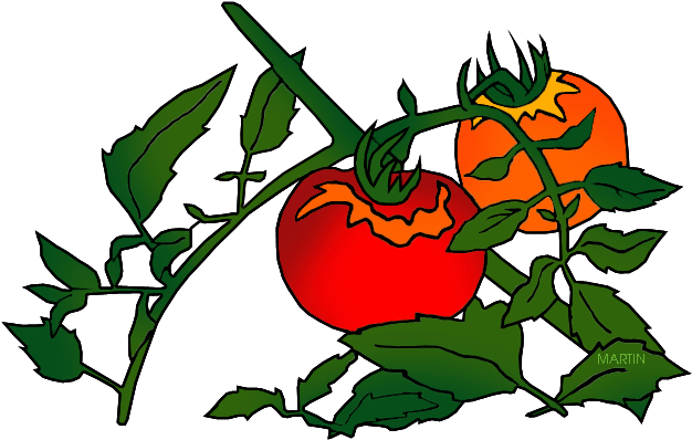 Fruit Clipart Phillip Martin - Tomato Plant Clip Art (648x441)