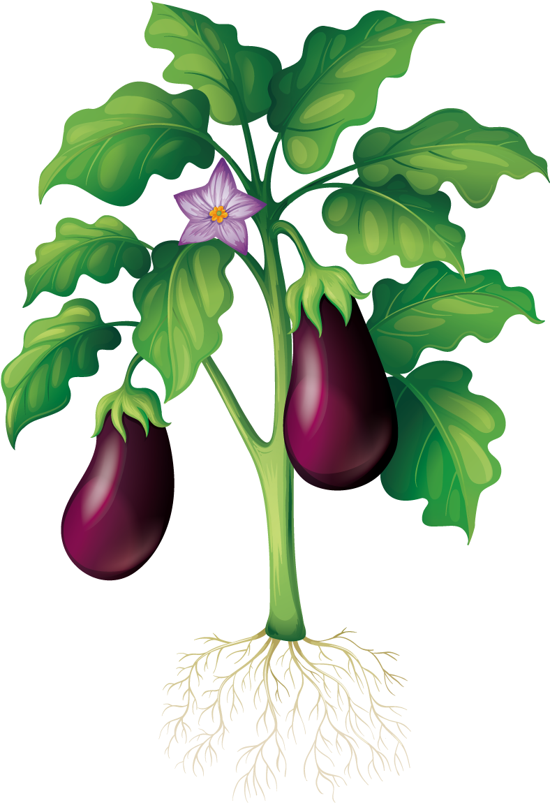 Plant Garden Clip Art - Eggplant Tree Vector (1200x1200)