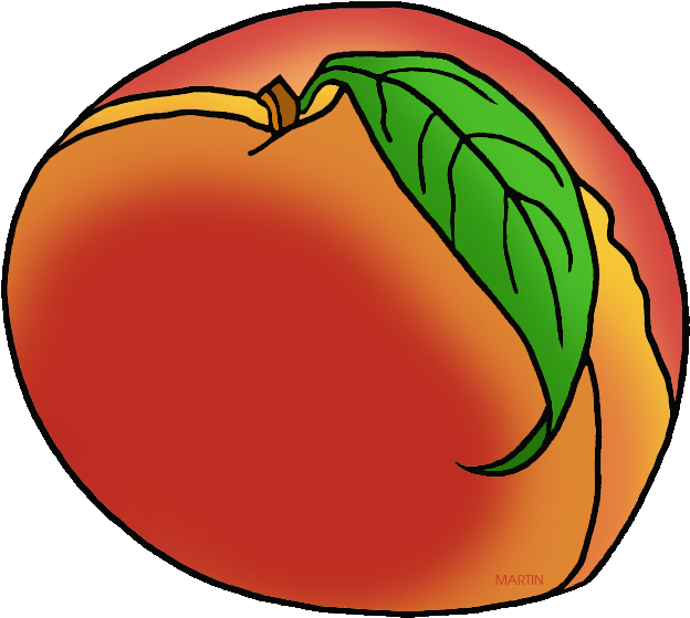Georgia State Fruit - Clip Art (648x636)