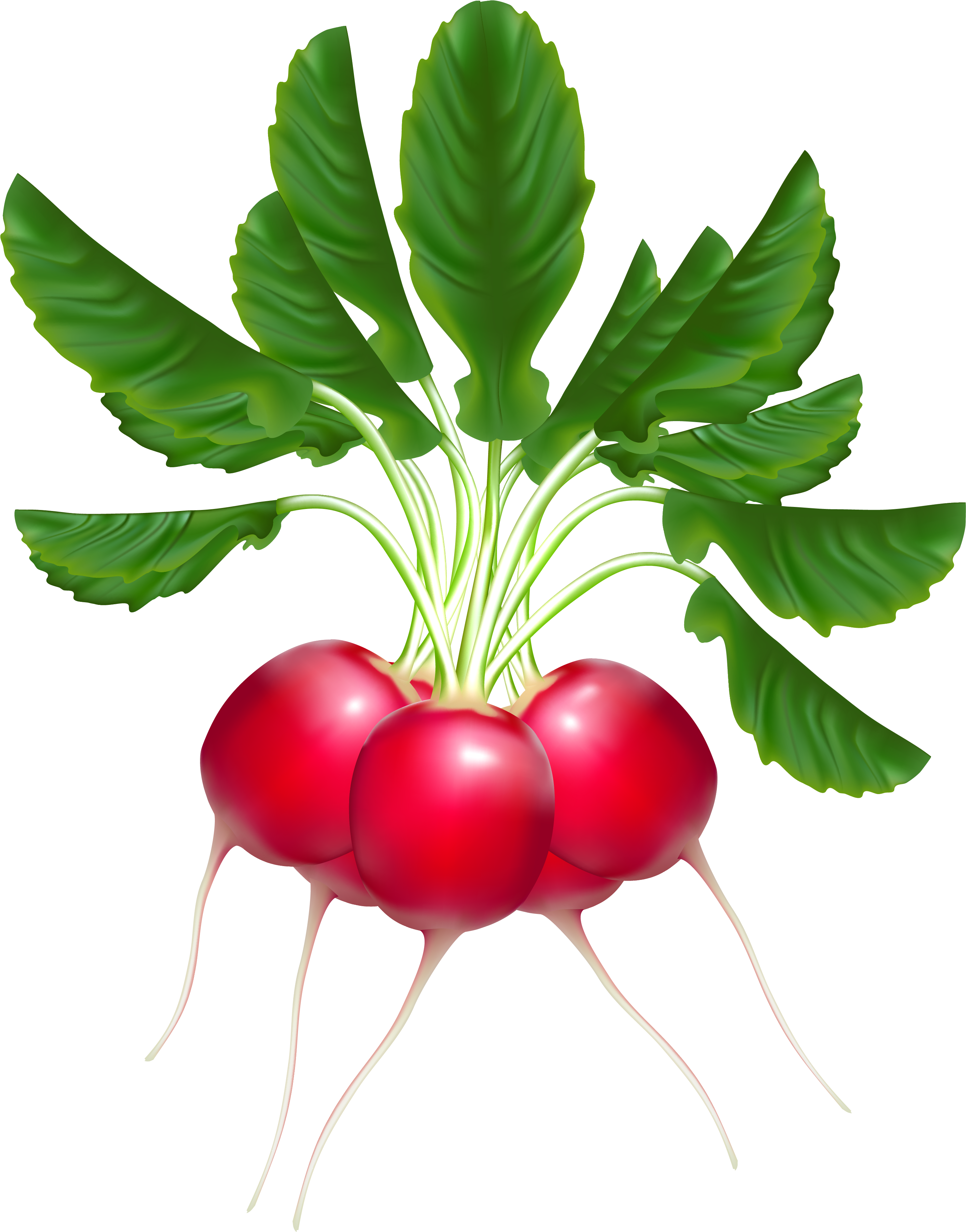 Clip Art Radishes (2988x3743)