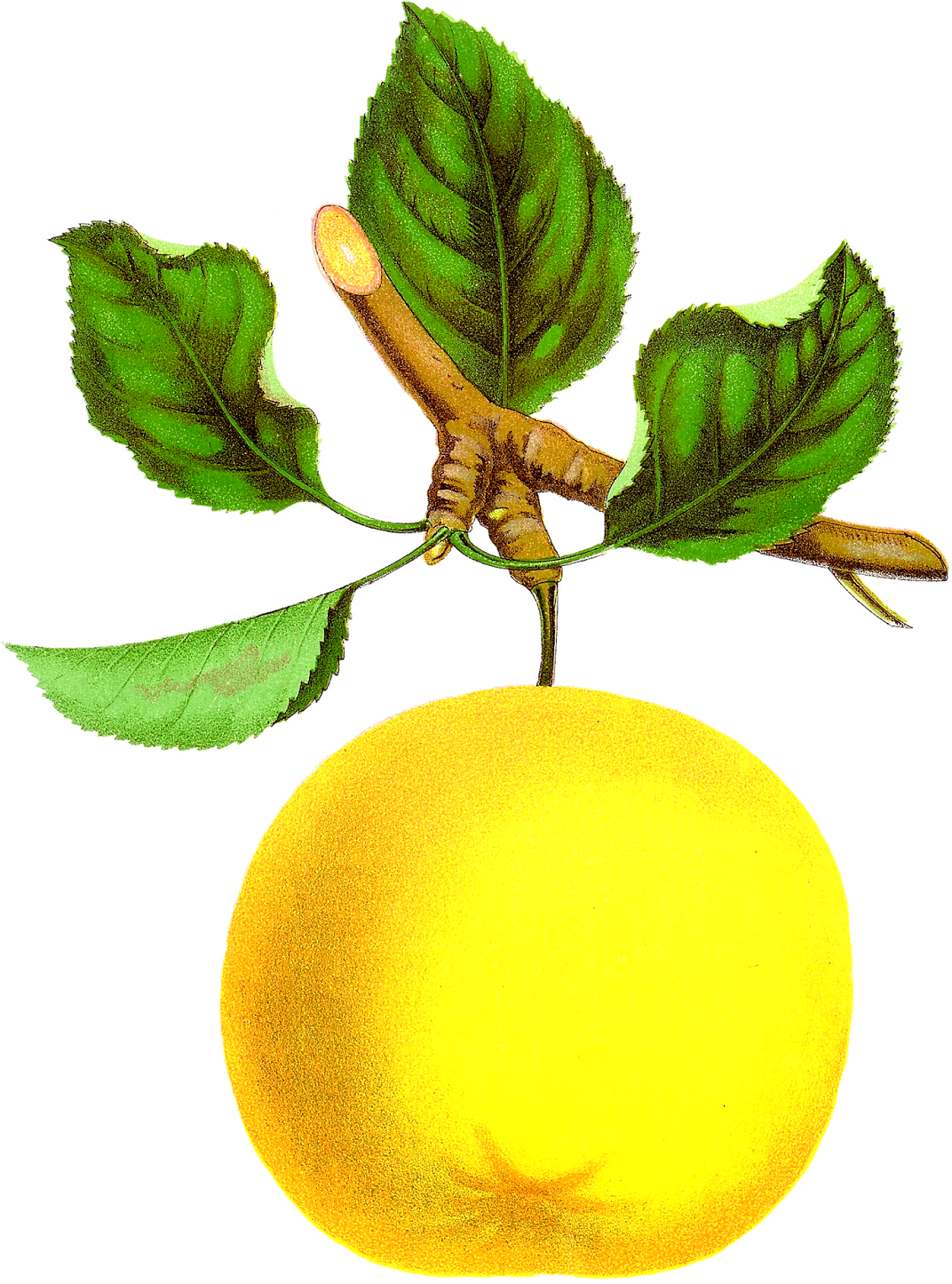 Digital Vintage Apple Clipart Downloads - Vintage Fruits Free Clip Art (1209x1600)