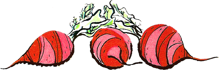 Stock Beets Illustration - Vegetable (934x391)