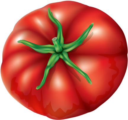 Vegetables Collection3 - Tomato (497x500)
