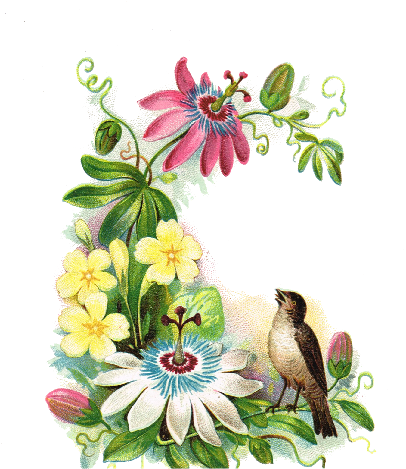 Printable Greeting Tags With Antique Floral Images - Bird Flowers Clipart Transparent (1348x1600)