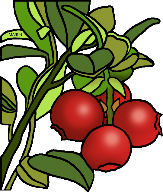 Cranberry Clipart 1 - Cranberry Clipart 1 (557x648)