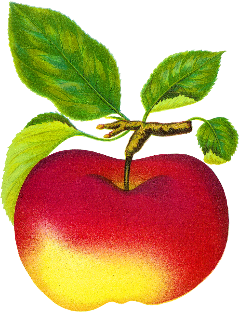 Apple Clipart Vintage - Fruit Clip Art (1193x1600)