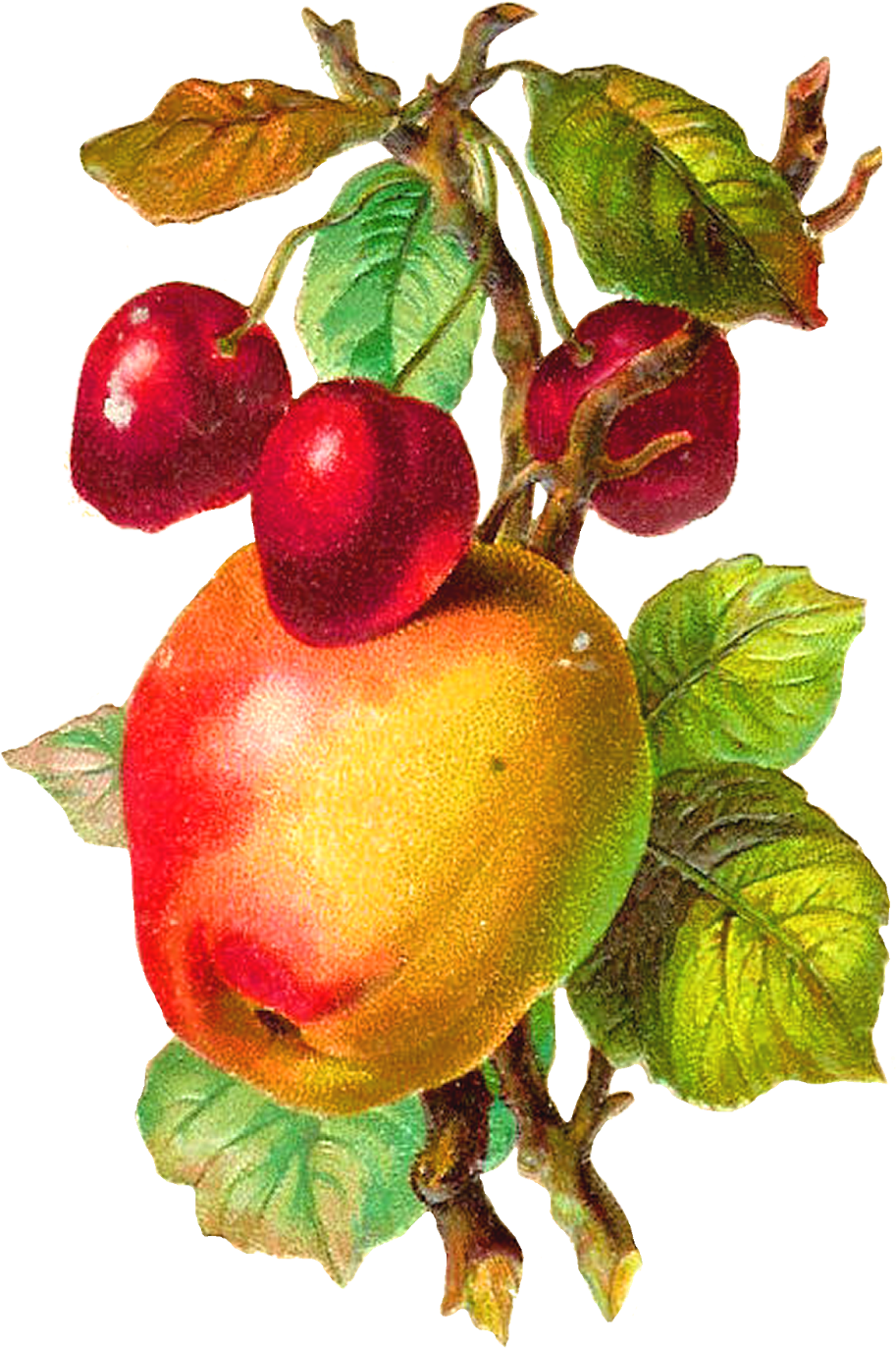 Apple Clipart Vintage - Vintage Illustration Png Fruit (1127x1600)