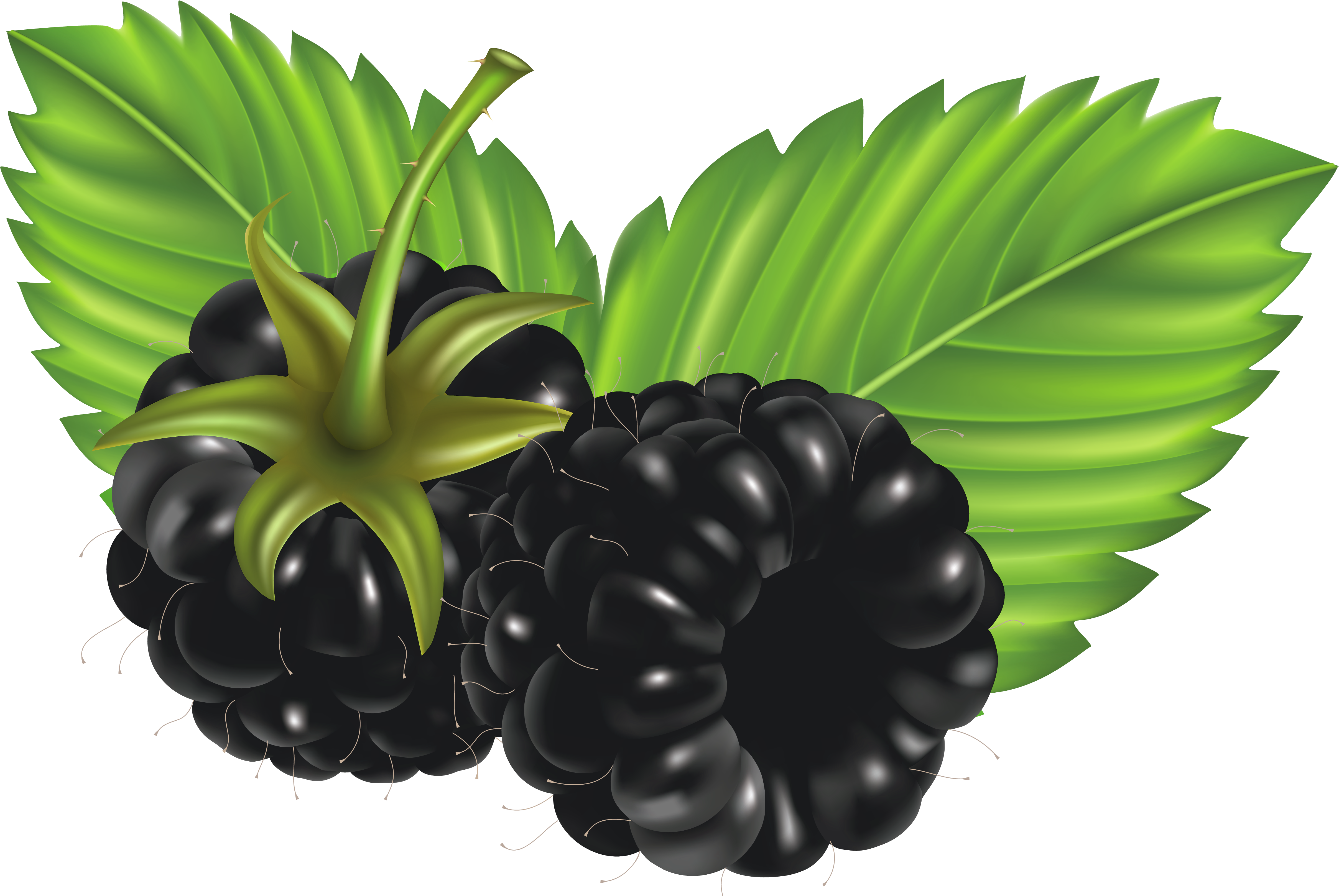 Blackberries Clipart - Clip Art Blackberries (4961x3324)