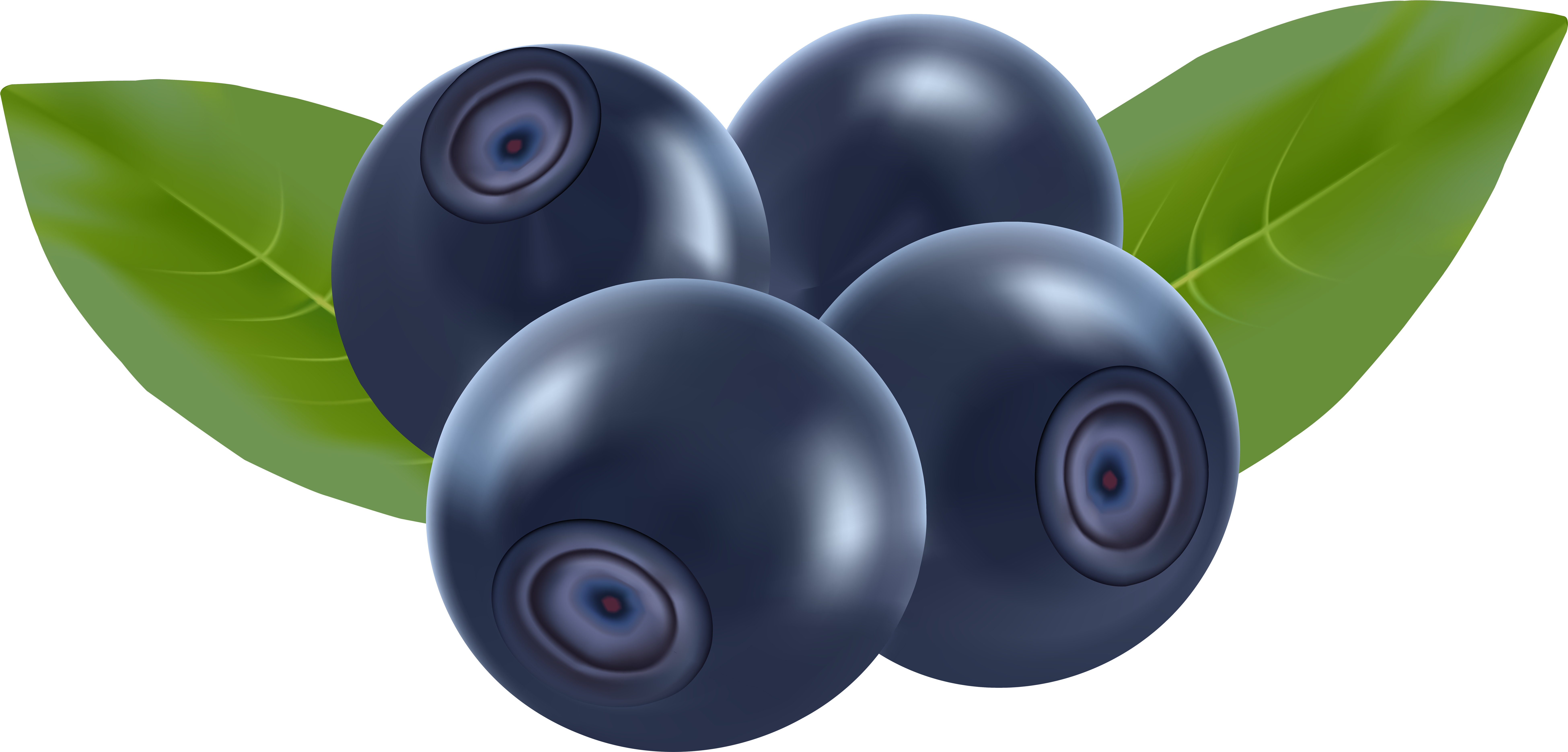 Blueberries Clip Art (8000x3870)