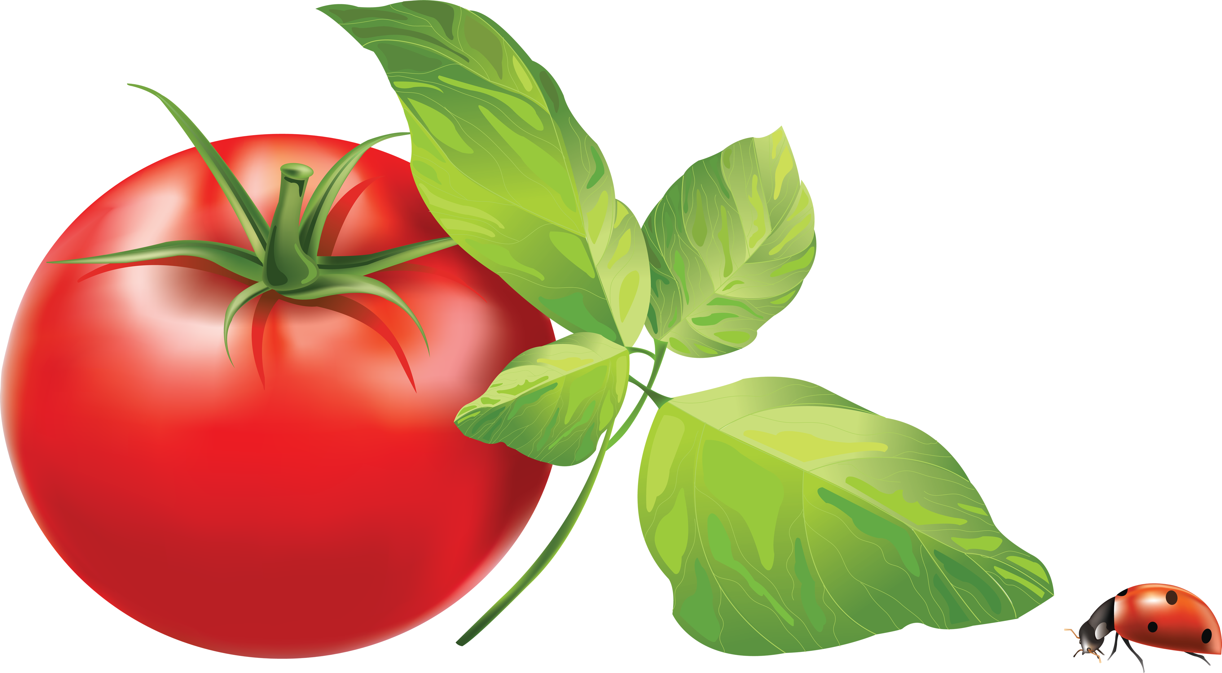 Tomato Png Image - Vector Tomato Png (3944x2174)