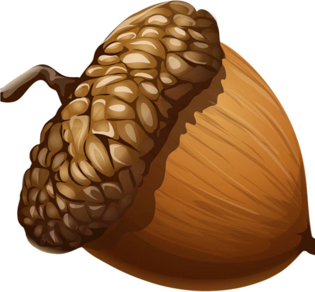 Acorn Clipart Acorn Png Imge Free Picture Download - Acorn Png (1024x1024)