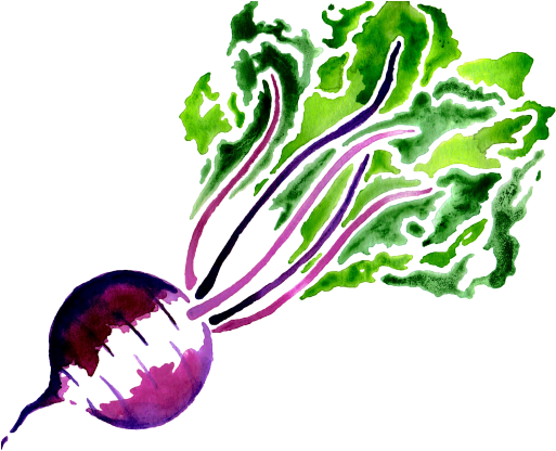 Cropped-beet - Common Beet (512x512)