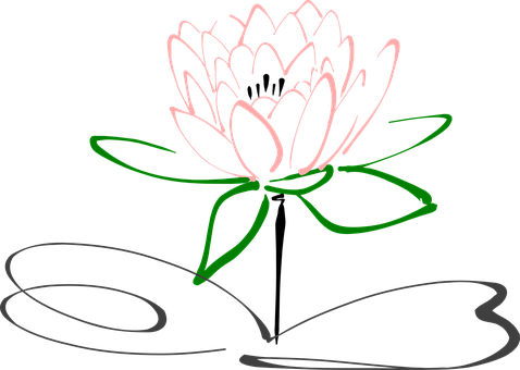 Lotus Flower Blossom Plant Nature Pink Blo - Drawing Black And White Flower Clip Art (478x340)