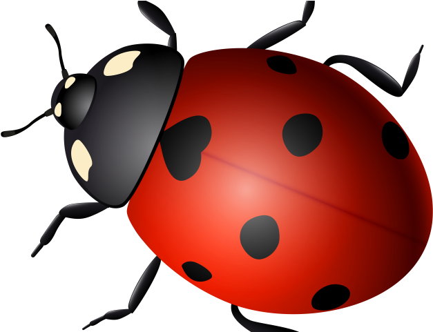 Beetle Clipart Real - Ladybug (640x480)