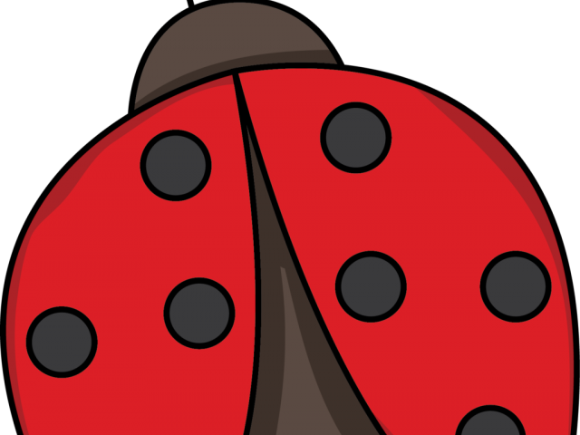 Lady Beetle Clipart Drawing - Lady Beetle Clipart Drawing (640x480)