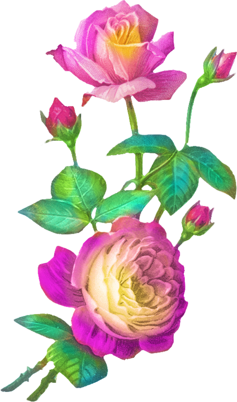 Flower Clipart, Painted Rocks, Rock Painting, Florals, - Garden Roses (472x800)