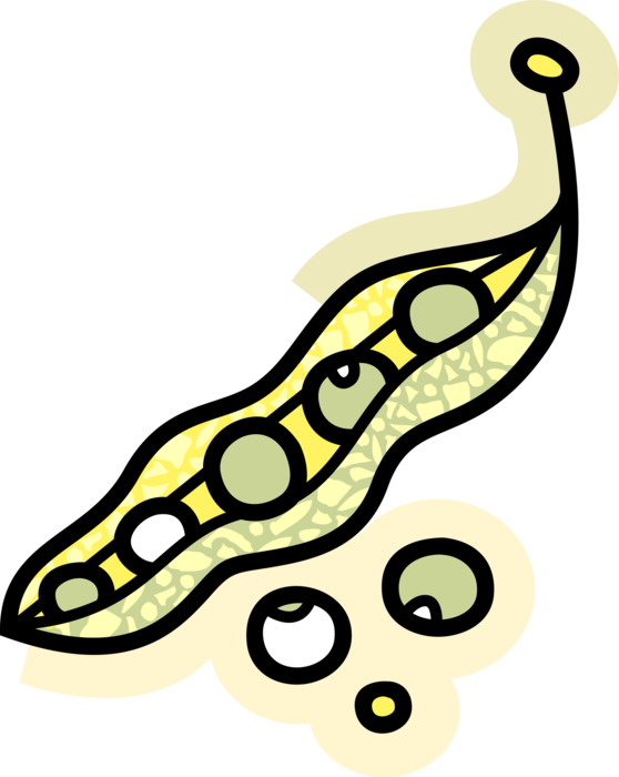 Vector Illustration Of Seed-pod Edible Vegetable Peas - Vector Illustration Of Seed-pod Edible Vegetable Peas (558x700)