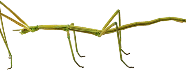 Bugs Clipart Walking Stick - Stick Insect Transparent Background (640x480)