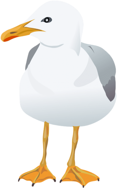 Free Png Seagull Transparent Png Images Transparent - Franklin S Gull (480x777)