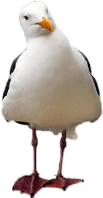 Free Png Download Seagull Tilted Head Png Images Background - Seagull Clipart Png Transparent (480x716)