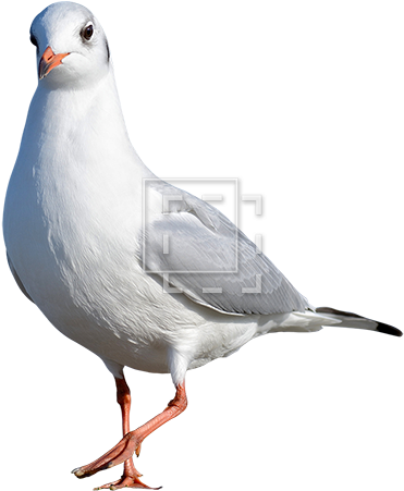Immediate Entourage Cutout Photos For Architectural - Beach Bird Png (450x450)