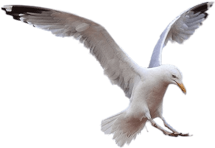 Seagull Landing - Seagull Bird Png (461x312)