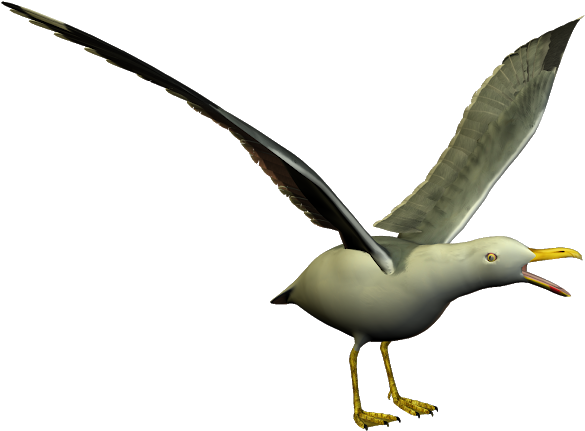 Free High Resolution Clip Art - European Herring Gull (620x458)