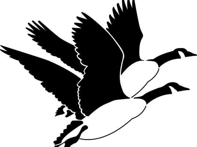 Goose Clipart Bird Fly - Flying Geese Clipart (640x480)