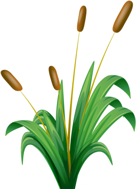 Free Png Download Bulrush Transparent Png Images Background - Bulrushes Clipart (480x660)