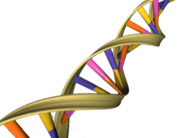 Dna Structure Clipart Paternal - Dna Double Helix Transparent (640x480)