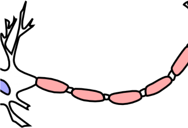 Neuron Clipart Clip Art - Neurons Clip Art (640x480)