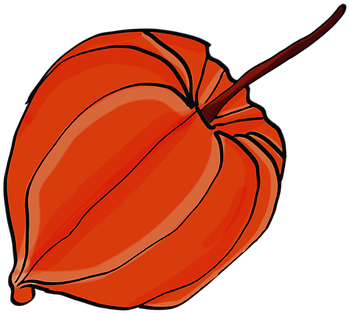 Flowers, Natural, Draw, Red, Gimp - Pumpkin (649x340)