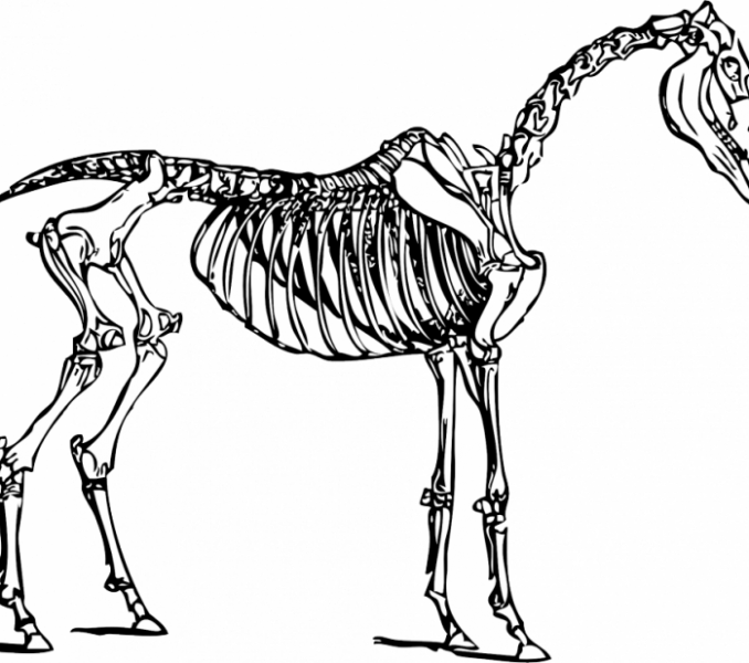 Animal Skeleton Coloring Pages Animal Skeleton Coloring - Horse Skeleton Clipart (678x600)