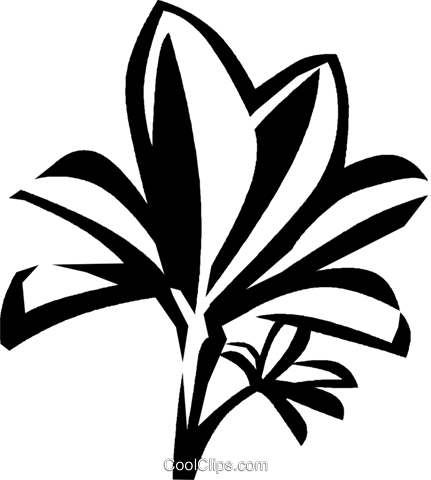 Mangrove Royalty Free Vector Clip Art Illustration - Mangrove Royalty Free Vector Clip Art Illustration (431x480)