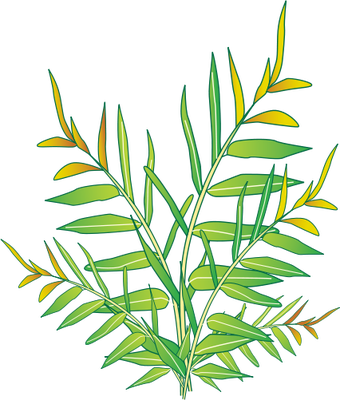 Ian Symbol Acrostichum Speciosum - Labelled Diagram Of Acrostichum (340x400)