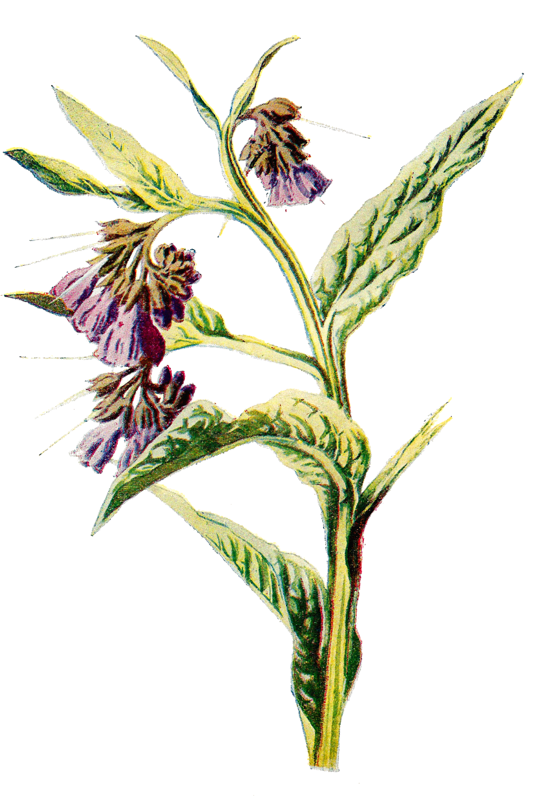 Digital Wildflower Artwork Illustration Downloads - Symphytum (1193x1600)