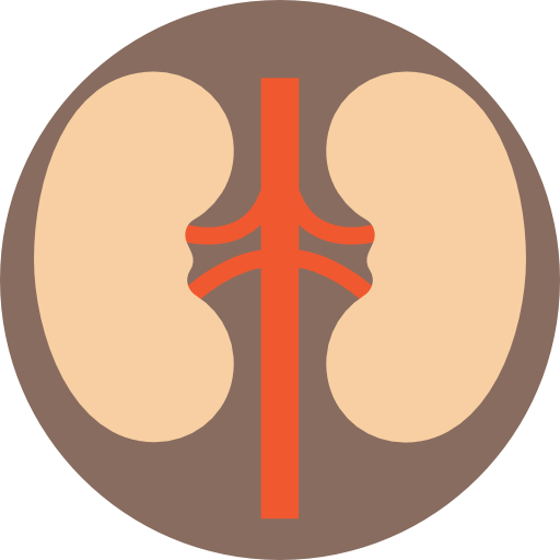 Urinate Frequently After Drinking Water - Kidney Icon Png (512x512)