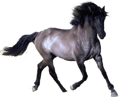 Welcome To Our Hand Picked No Horseplay Clipart Page - Horse With Transparent Background (391x316)