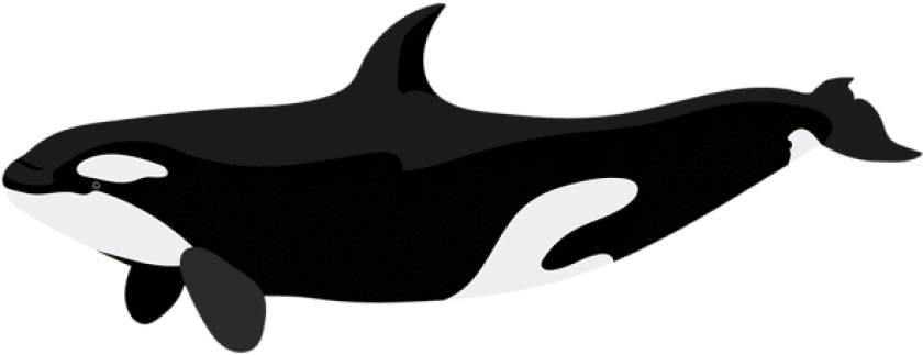 Free Png Download Orca Clipart Png Photo Png Images - Orca Killer Whale Clip Art (850x326)