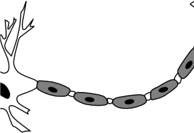 Neuron Clipart - Neuron Diagram Unlabeled (640x480)