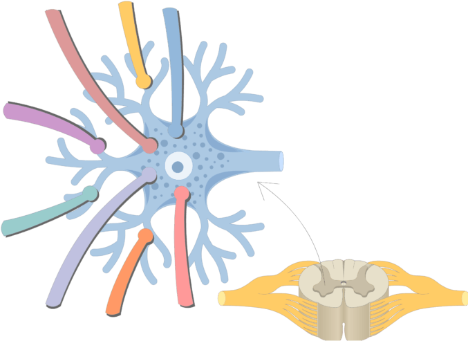 An Image Showing The Synapsing Axons On The Dendrites - Parts Of A Multipolar Neuron (694x550)
