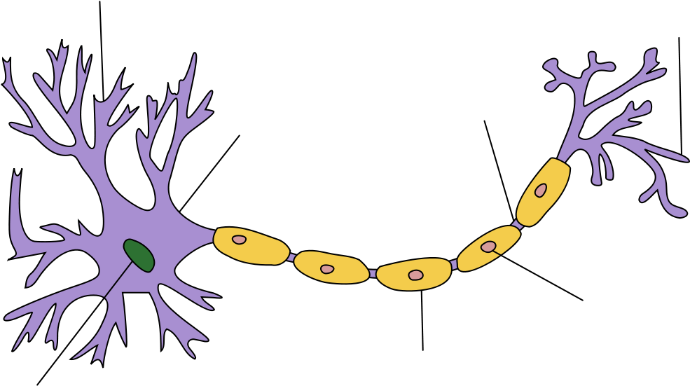 Neuron Clipart Body Cell - Main Parts Of A Neuron (1200x645)