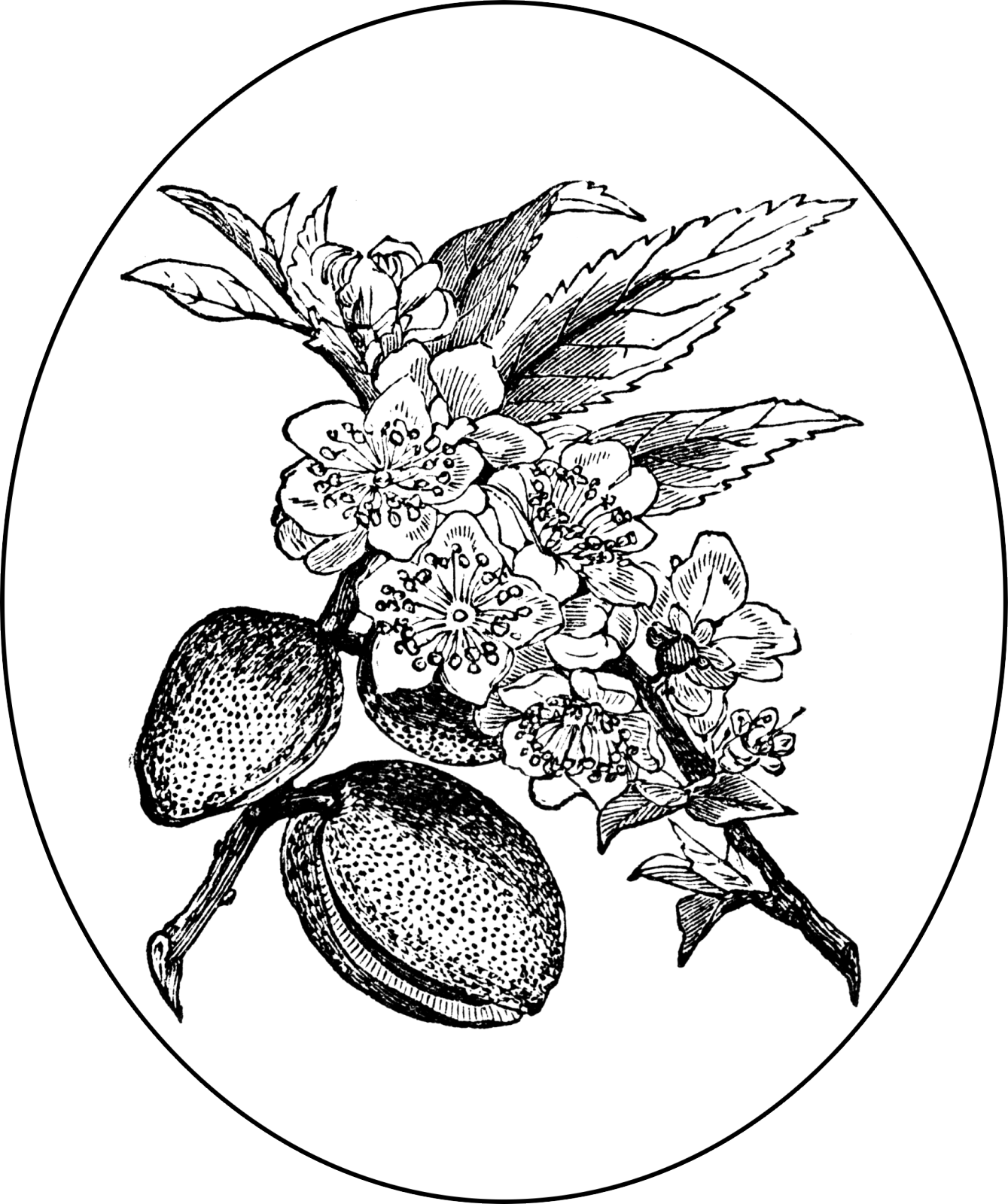 Swingshiftdesigns Digitalstamp Almond Transparent - Almond Tree (1339x1600)