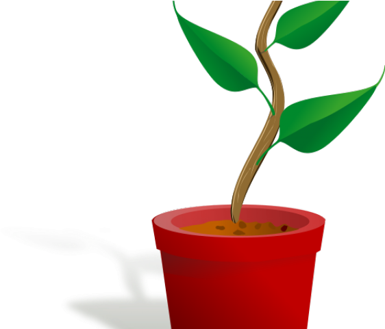 Pot Plant Clipart Poinsettia Plant - Getting To Know Plants (640x480)