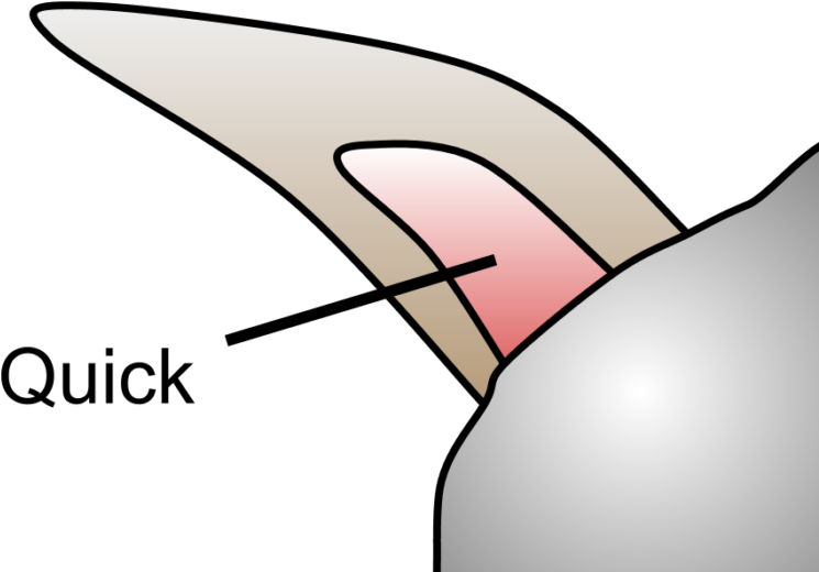 How To Trim Your Bunny's Nails - How To Trim Your Bunny's Nails (842x632)