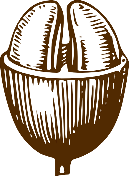 Coffee Bean Drawing Transparent (438x598)